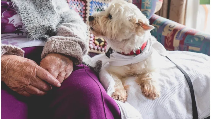 small dog with elderly person